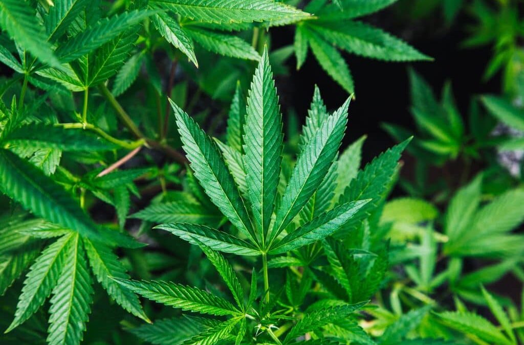 Mary Jane and Junior: Can Smoking Marijuana Affect Fertility?