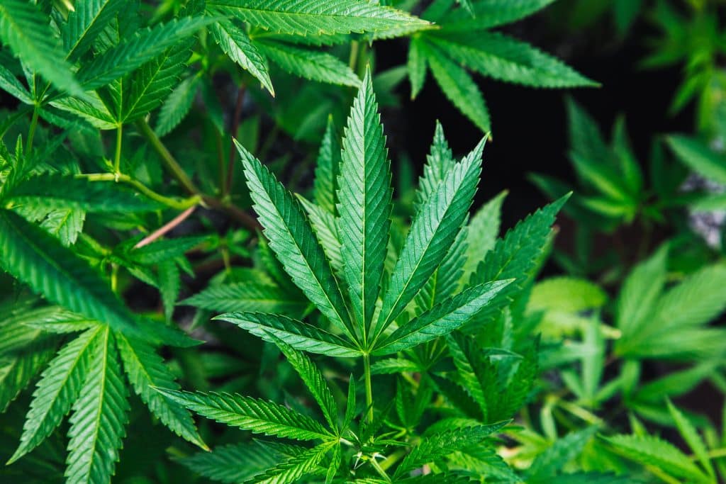 Mary Jane and Junior: Can Smoking Marijuana Affect Fertility?